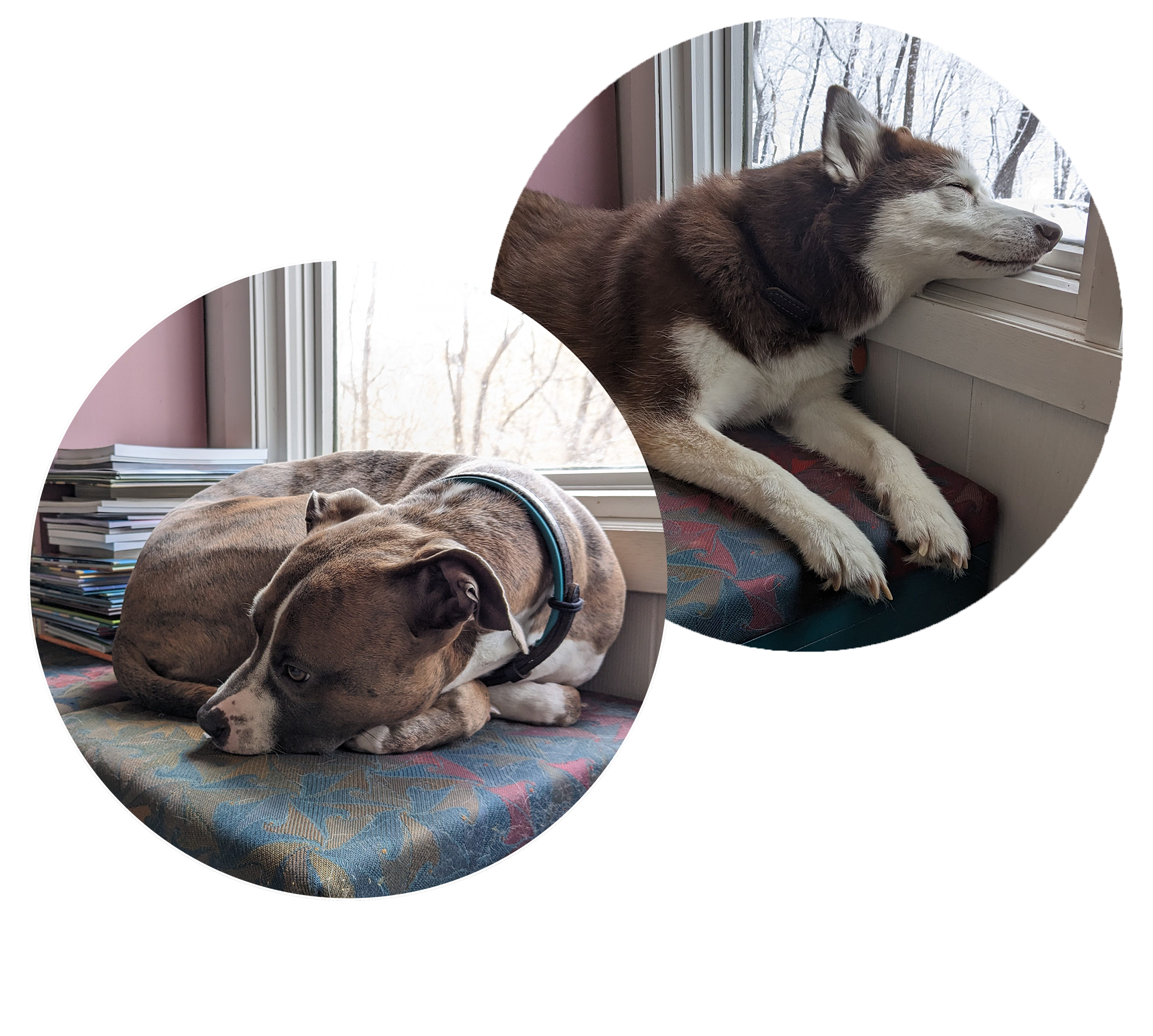 Two color photos of one dog each. The left photo is of a brindle brown and white pitbull terrior swirled up next to a pile of books and a window. The right photo is of a red and white siberian husky laying down with her head on the same windowsill.